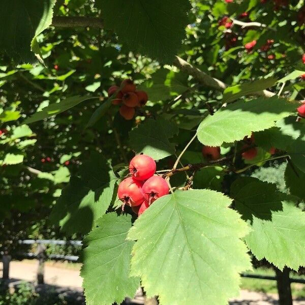 Crataegus coccinea Blad