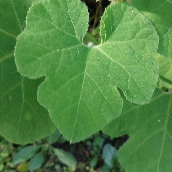 Cucurbita ficifolia Leaf