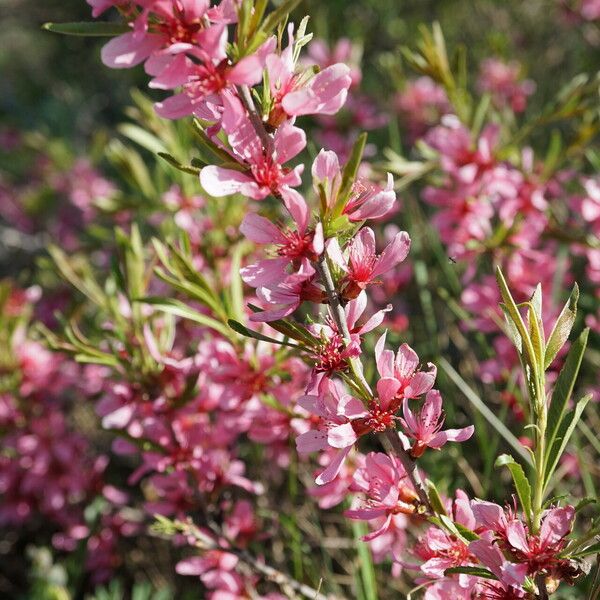 Prunus tenella Blüte