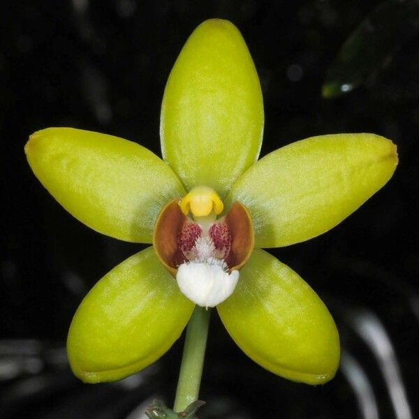 Clematepistephium smilacifolium Flower