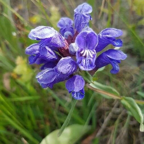 Dracocephalum ruyschiana Flower