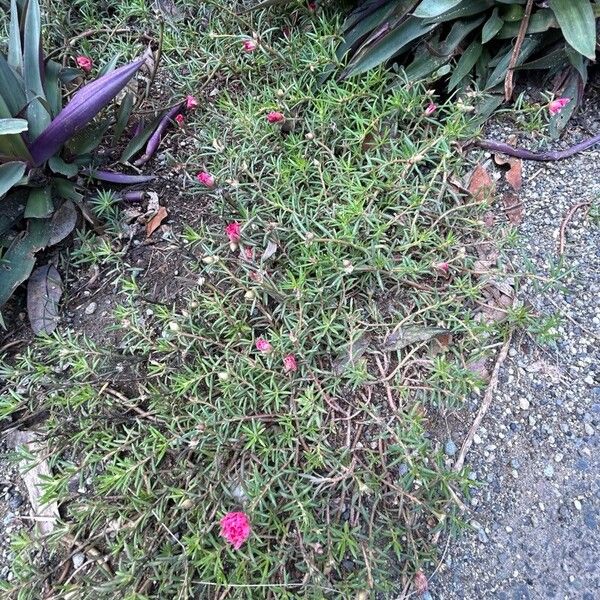 Portulaca pilosa Habitus