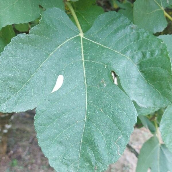 Ficus carica Leaf