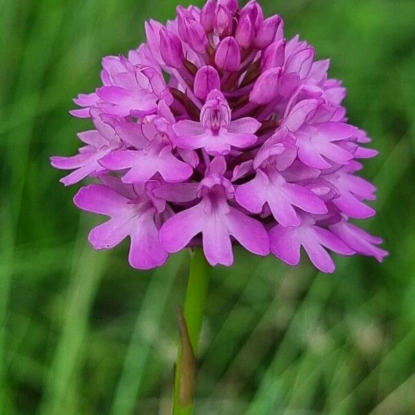 Anacamptis pyramidalis Cvet