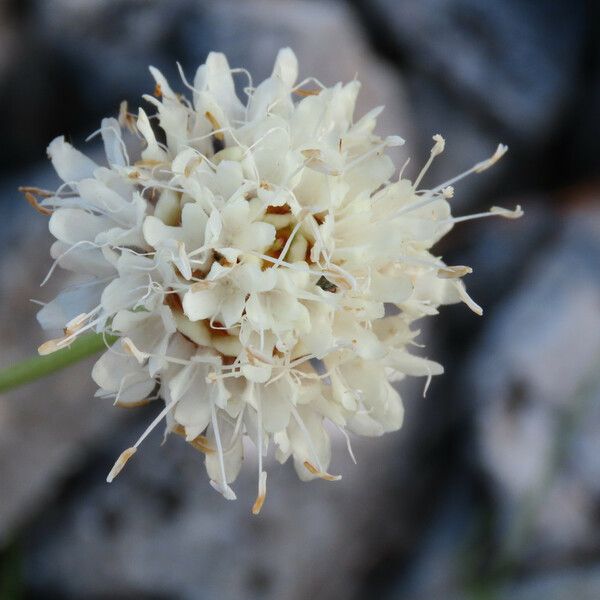 Cephalaria leucantha Çiçek