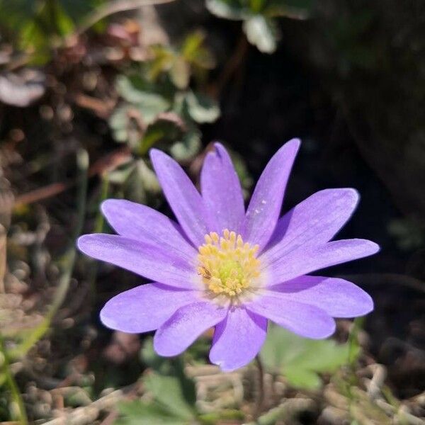 Anemone blanda Λουλούδι