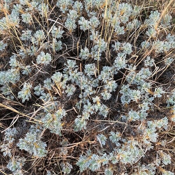 Artemisia frigida 葉