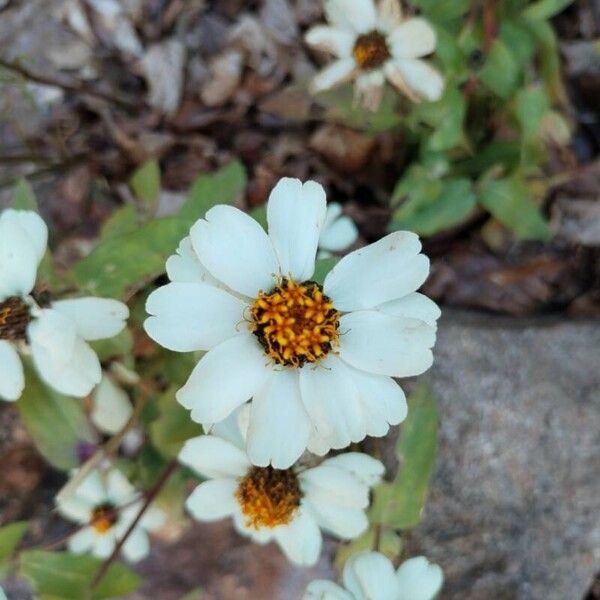 Zinnia angustifolia Blomst