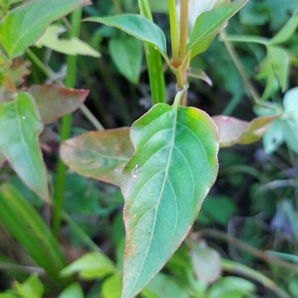 Iresine diffusa Leaf