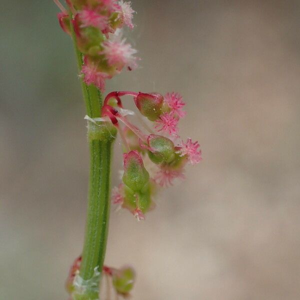 Rumex intermedius 花