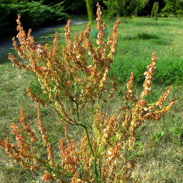 Rumex thyrsiflorus Froito