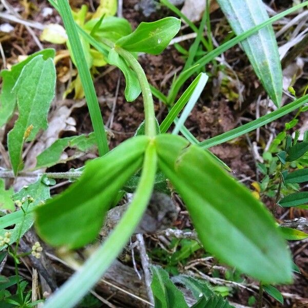 Centaurium erythraea Frunză