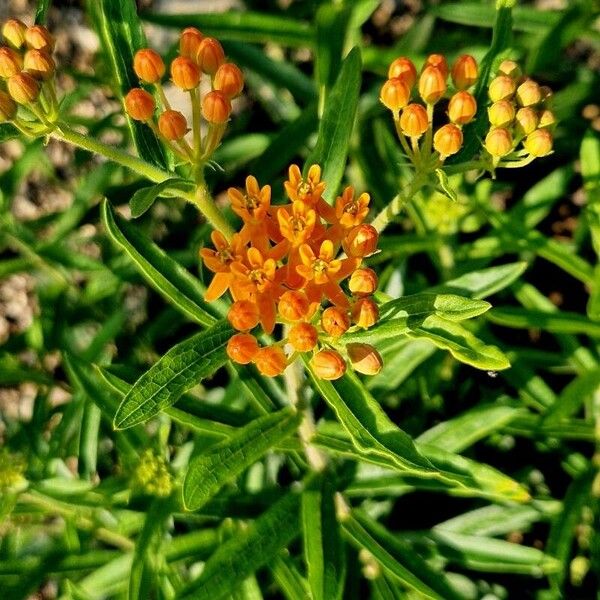 Asclepias tuberosa Çiçek