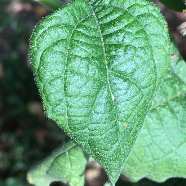 Tithonia rotundifolia 葉