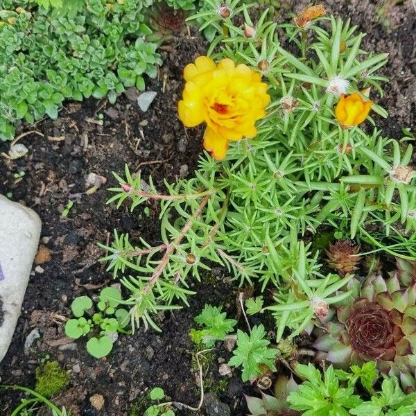 Portulaca grandiflora Flower