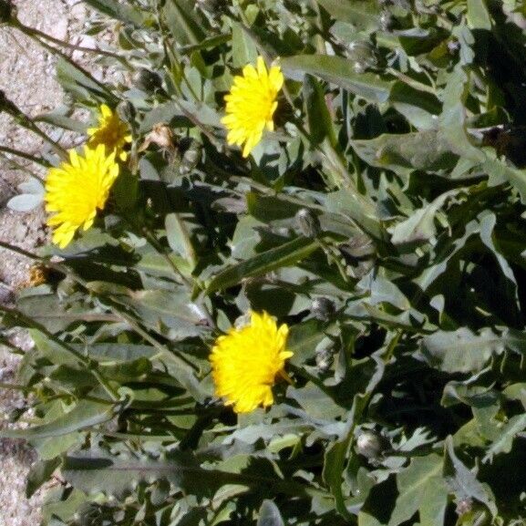 Reichardia picroides Flower