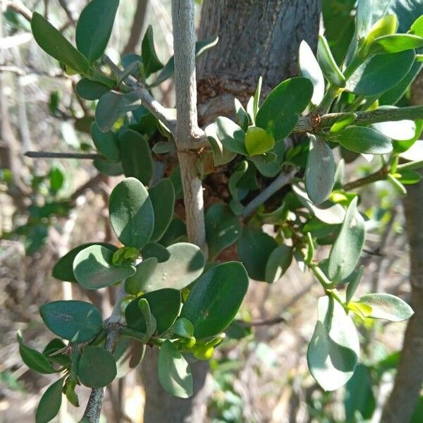 Pyrostria phyllanthoidea Folha