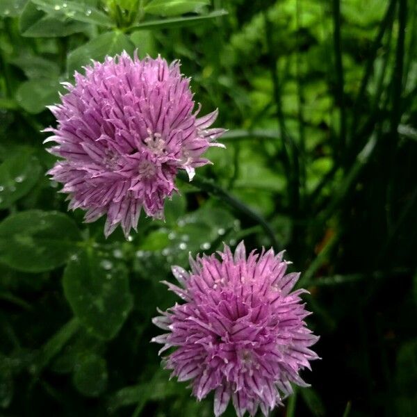 Allium schoenoprasum ফুল