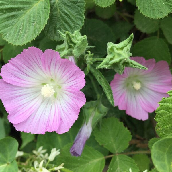 Malva punctata Квітка