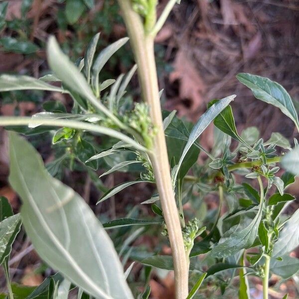 Amaranthus blitoides Кора