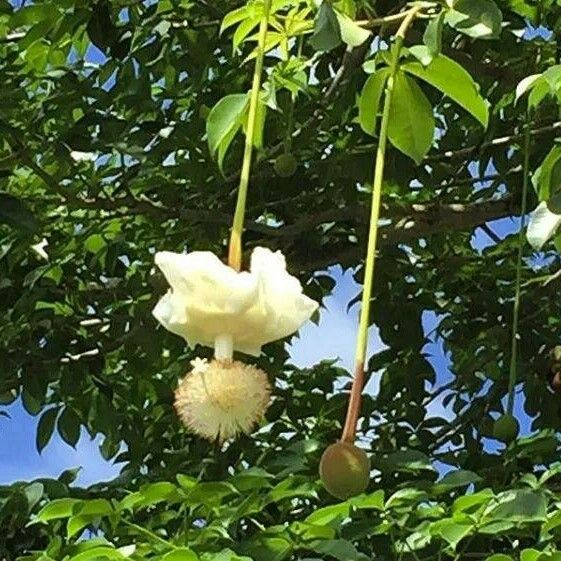 Adansonia digitata Fleur