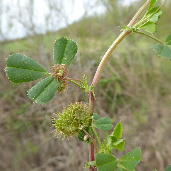 Medicago polymorpha Habit