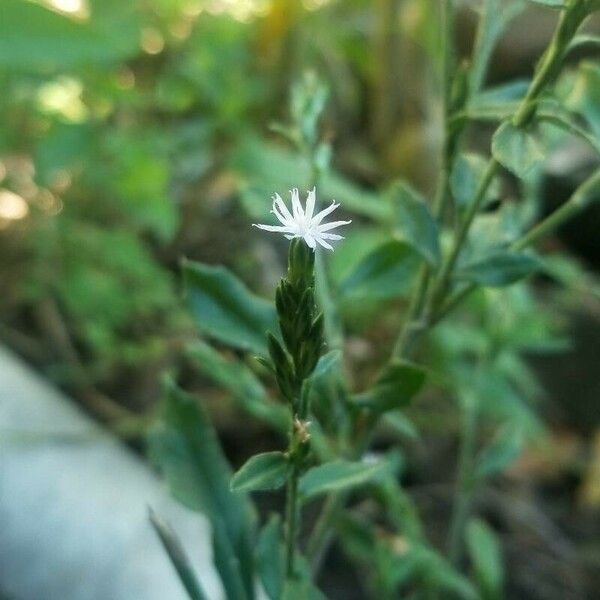 Pseudelephantopus spicatus Vili