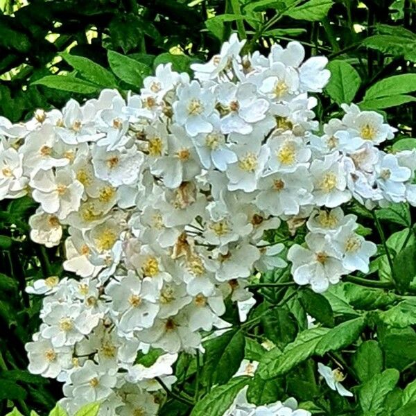 Rosa multiflora Flower