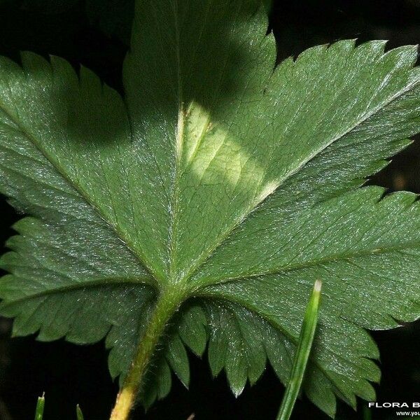 Alchemilla glaucescens ഇല