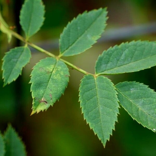 Rosa canina ᱥᱟᱠᱟᱢ