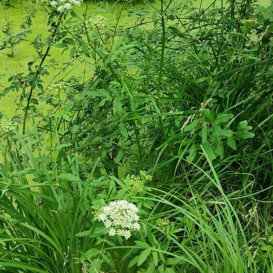 Sium latifolium Habit