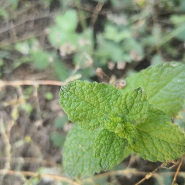 Mentha suaveolens Blatt