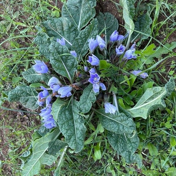 Mandragora officinarum Habit