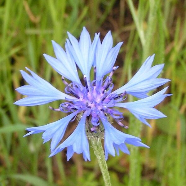 Centaurea cyanus Flower