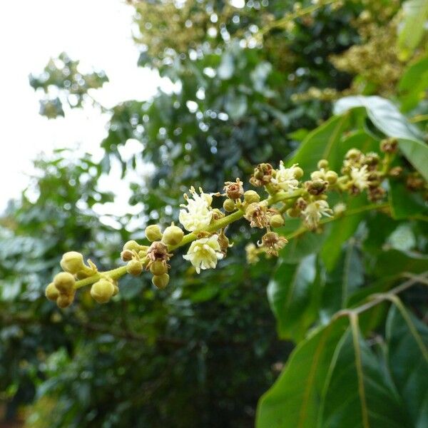 Dimocarpus longan Flower