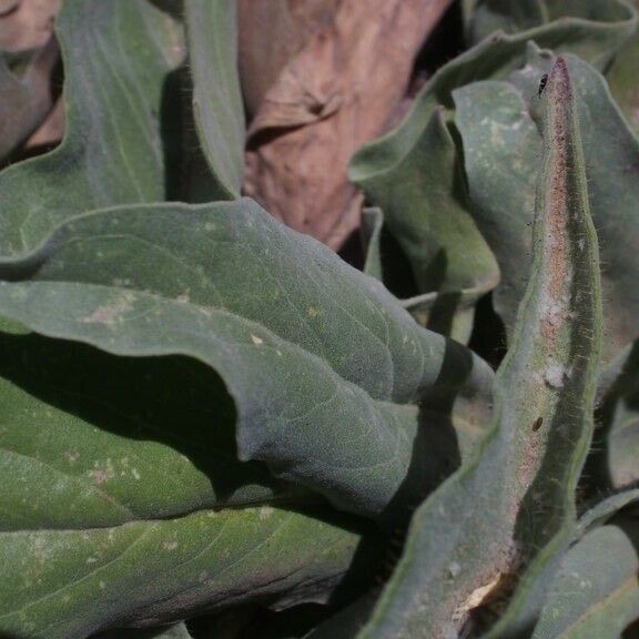 Andryala glandulosa Leaf