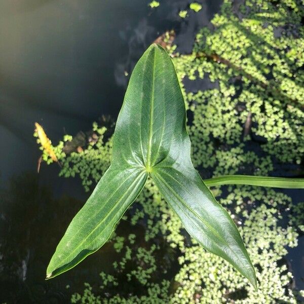 Sagittaria sagittifolia Лист
