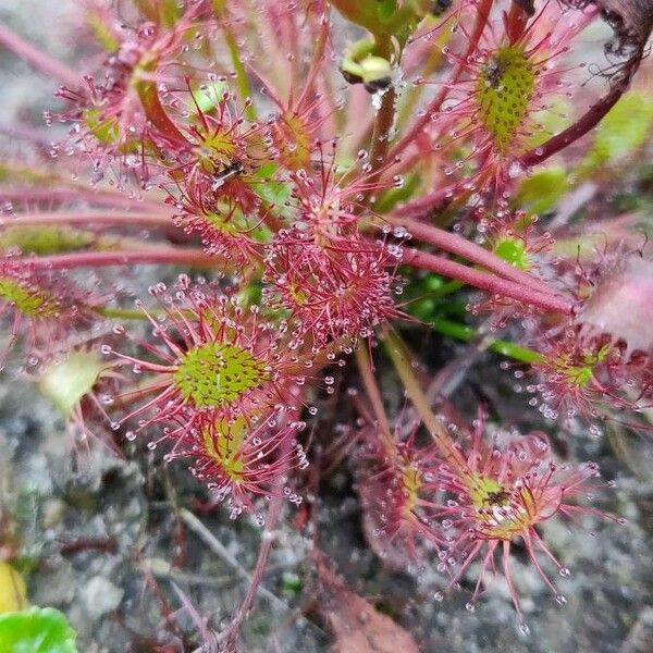 Drosera anglica Leaf