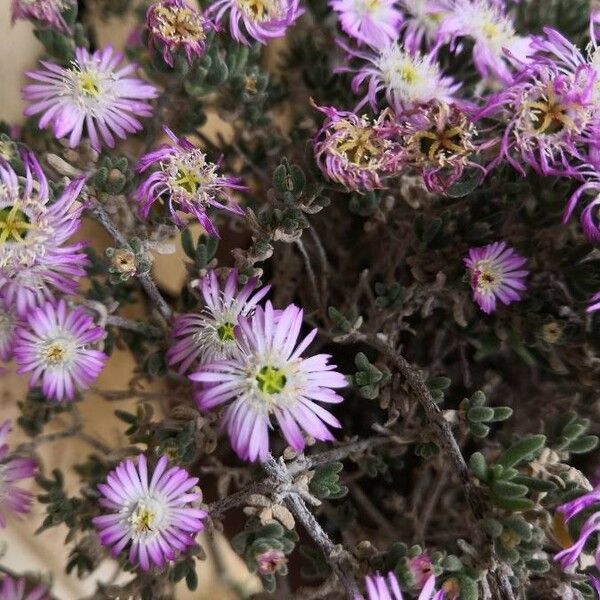 Drosanthemum hispidum Flors