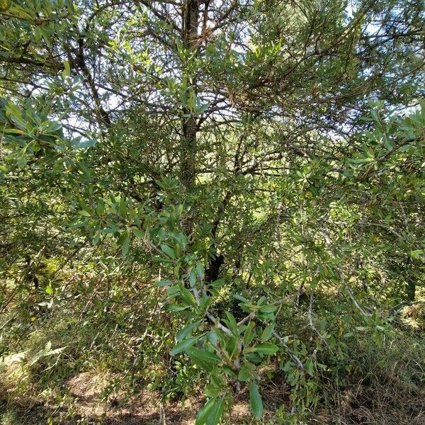 Pyrus spinosa Habitat