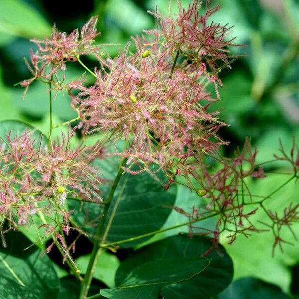 Cotinus coggygria ফুল