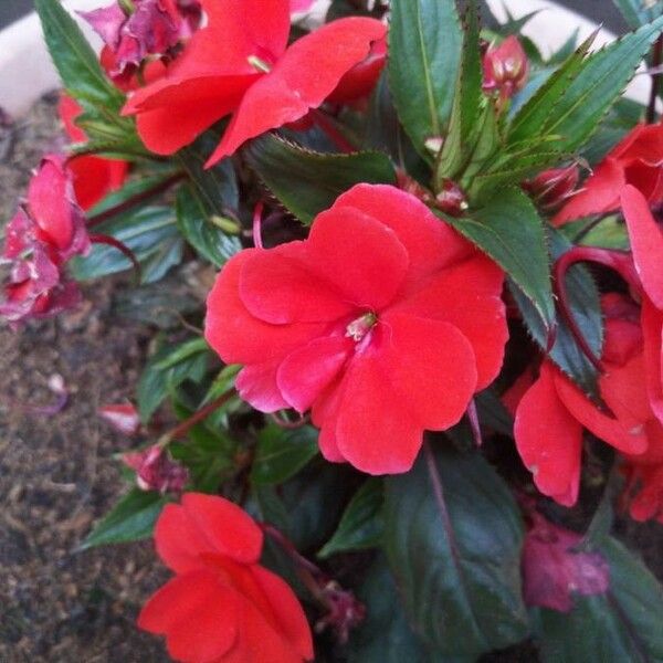 Impatiens walleriana Flower