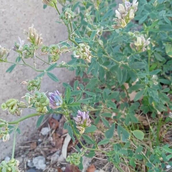 Medicago × varia Hábitos