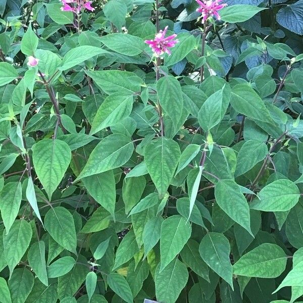 Salvia involucrata পাতা