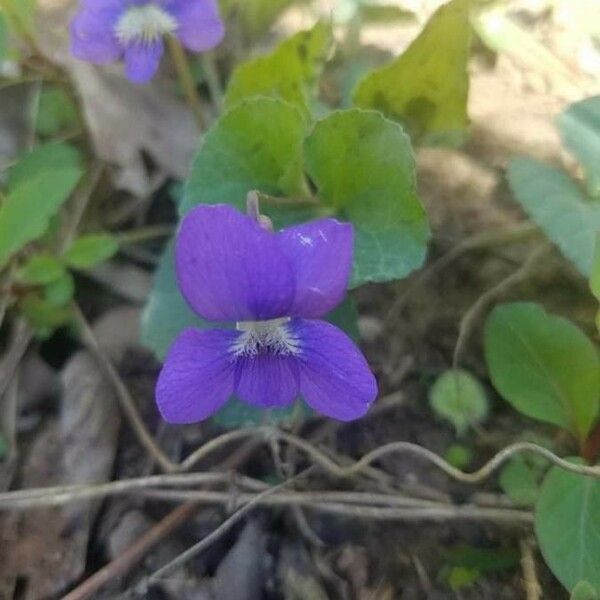 Viola × melissifolia Flower