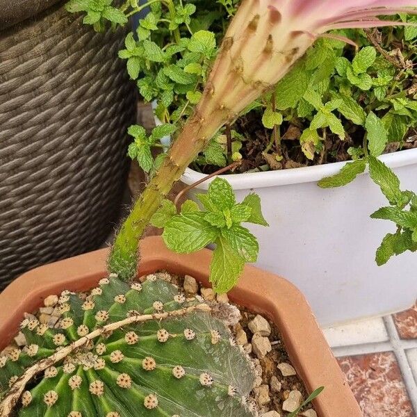 Echinopsis oxygona Blomst