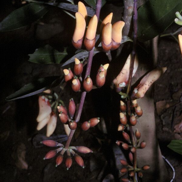 Erythrina fusca फूल