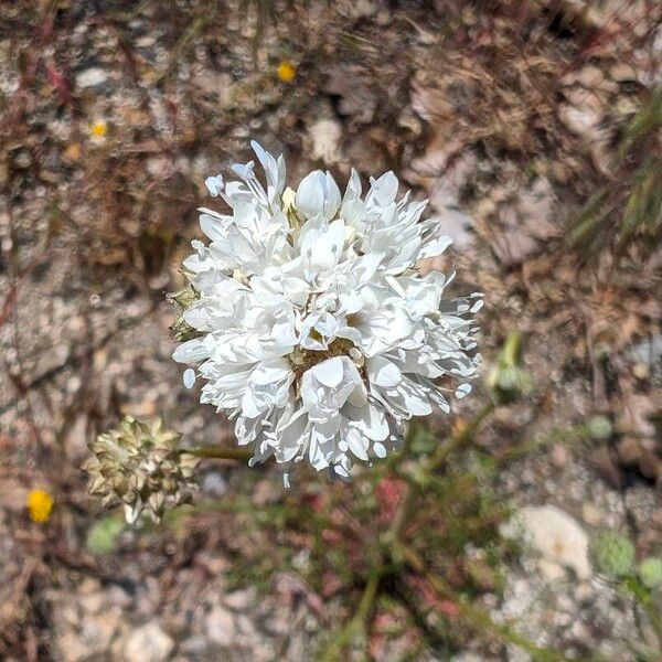 Gilia capitata Цветок