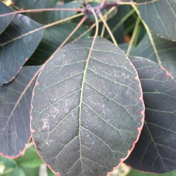 Cotinus coggygria Leht