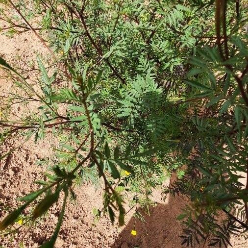 Tagetes tenuifolia Plante entière
